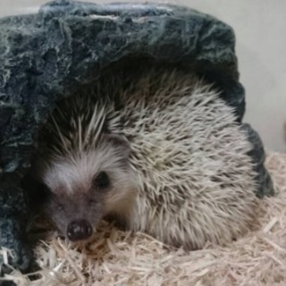 急募 ハリネズミ里親募集