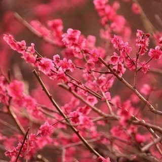 カメラ仲間募集 次回は第18回4/8（日）（撮影散歩の集まり）都内で桜を主に撮影予定 - 新宿区