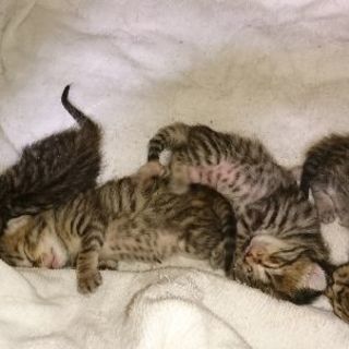 子猫の里親募集してます