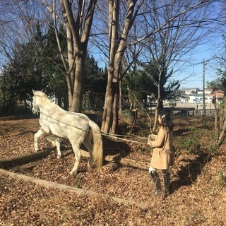 1day体験　馬と遊ぶ ナチュラルライディング　の画像