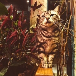 猫ちゃんたちと過ごすポップなタイ料理食堂の画像