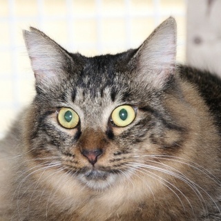 メインクーン風  たぬき猫 キジトラ 長毛 オス 10ヶ月 フェ...