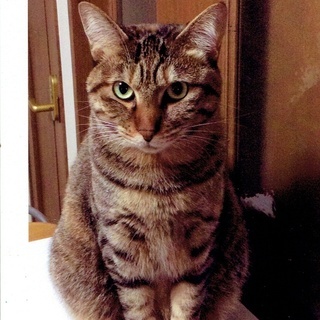 美人猫 「いちごちゃん」 キジトラ、メス、６歳 性格お墨付き！ ...