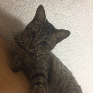 約1年半ほどの猫 メス 避妊手術済