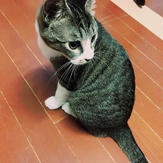 追記！正式譲渡決定しました。おもちゃ大好きなおチビちゃん
