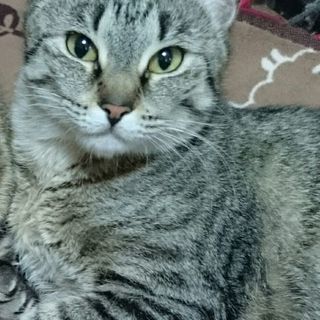 メインクーンとキジトラのハーフ、4歳メス