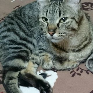 助けていただける方、いらっしゃいませんか？