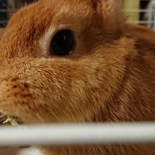 ネザーランドドワーフ うさぎ（ウサギ）