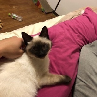 生後５月のシャム猫です