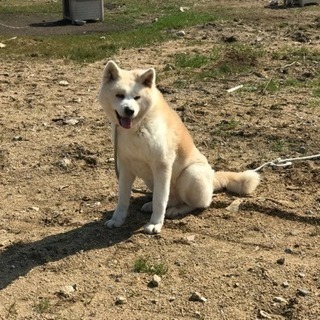 家族になってください - 犬