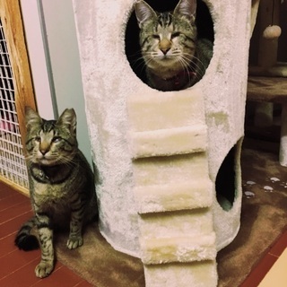☆☆追記。障害あるけど普通な兄妹にゃんこ - 猫