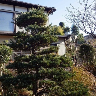 庭木の手入れご自身でやってみませんか？