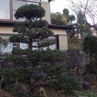 庭木の手入れご自身でやってみませんか？の画像