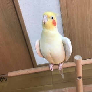 オカメインコ 里親募集