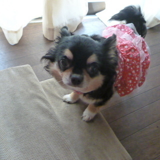 犬友募集（終了）