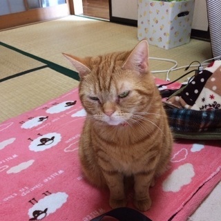 茶トラのネコちゃん