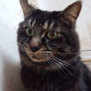 ラグドール風長毛ハーフ･黒トラ約2才オス