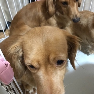 チワックスです。