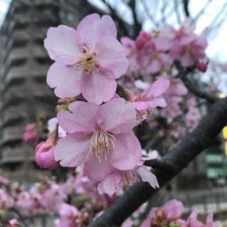 相鉄線沿線グループメンバー募集