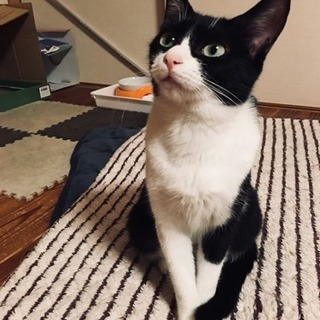 メス猫、白黒のハチちゃん