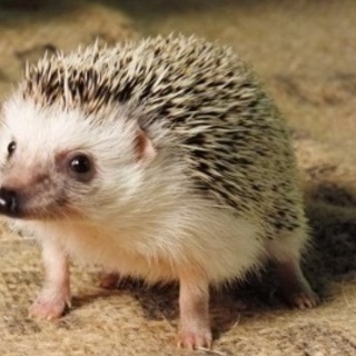 小動物好きな方！！ 時間が空いてる方！