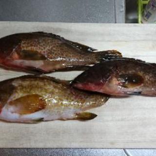 釣り仲間募集！！