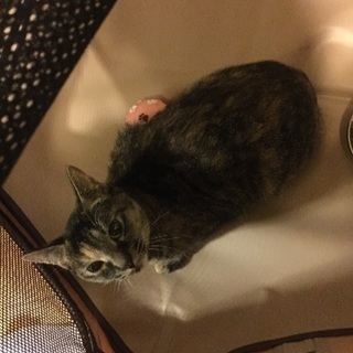 メス 2歳里親募集します。
