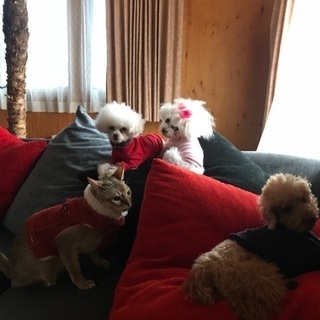 犬友🐩🐩🐩