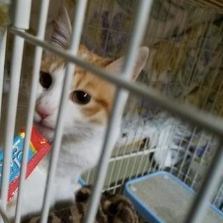 人慣れ修行中の女の子猫　1歳位 - 猫