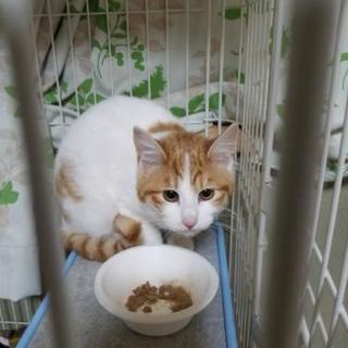 人慣れ修行中の女の子猫　1歳位 − 長野県
