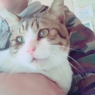 【里親決定】元お外猫、激甘えん坊の男の子(耳先カットあり)