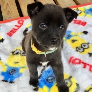 小ぶりなアトム、二カ月❗️ - 犬
