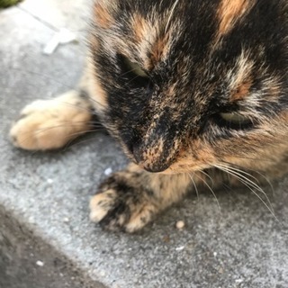 サビ好きな方！