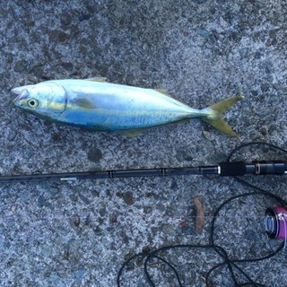 釣り仲間募集