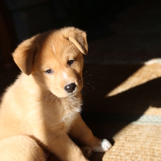 2018年1月9日生まれのミックス犬の仔犬たちです！ - 犬