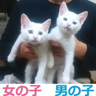 【募集を一時停止いたします】