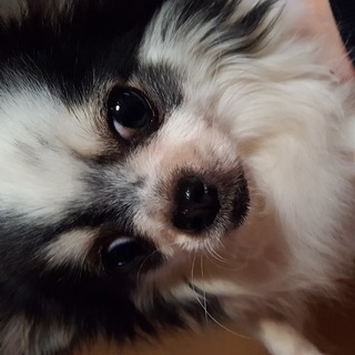 ワンちゃんを最期まで大切に可愛がってくださる方、よろしくお願いします…