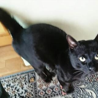 黒猫の男の子の里親募集中です。