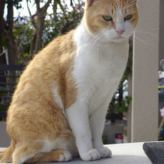 飼い主が急逝。遺族に屋外に出されてしまった可哀想な２匹の猫ちゃん...
