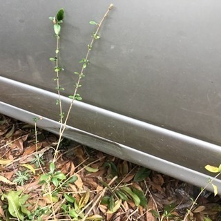 5MT 車検ありの画像