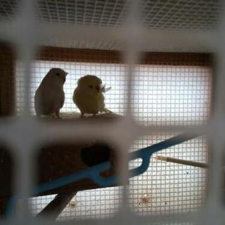 セキセイインコ　6匹