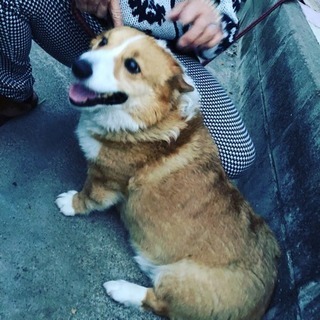 ３歳〜４歳のオス