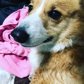３歳〜４歳のオス - 犬