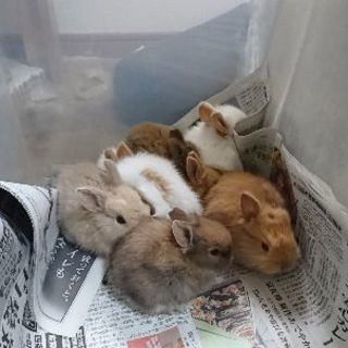 うさぎの赤ちゃんもらって下さい。