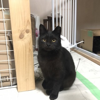 黒猫りんちゃん。