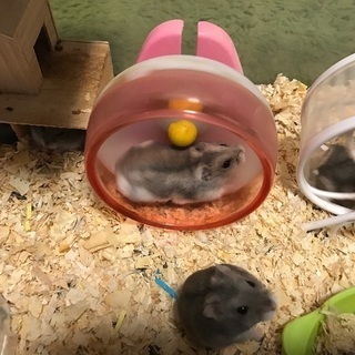 【引取に来られる方】ハムスター差し上げます！ブルーサファイア