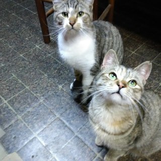 【動画あり】仲良し二匹♥可愛いサバトラ♀と綺麗なサバ白♂　エイズ...