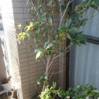 キンモクセイです。の画像