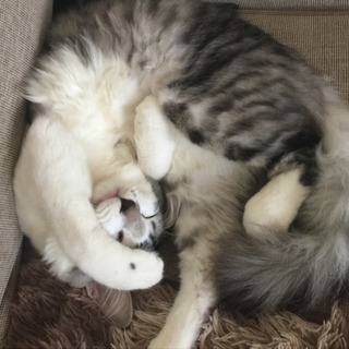 1歳のオス猫くん。