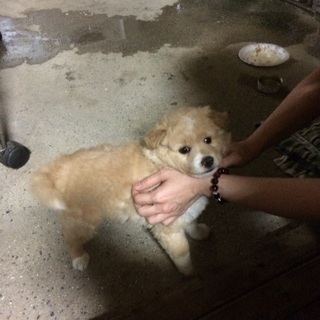犬の里親募集！